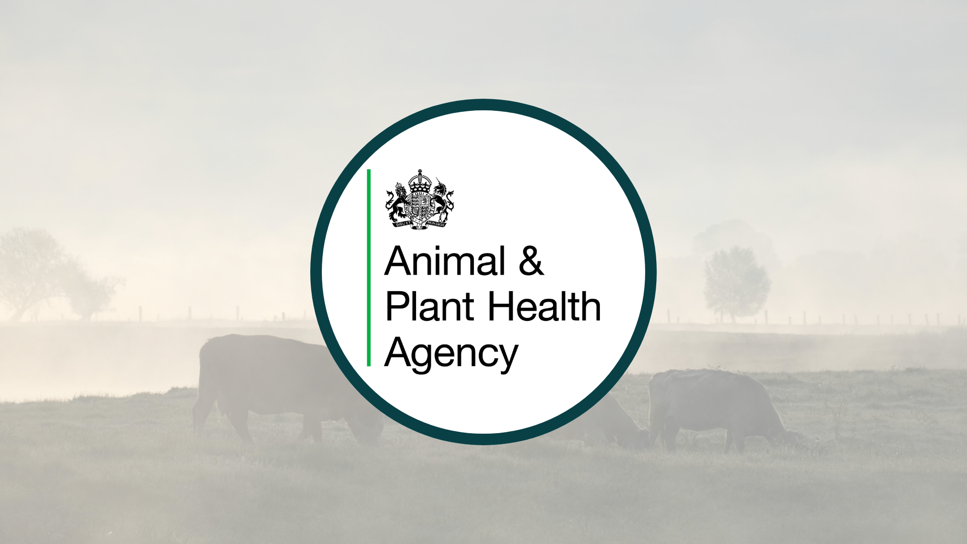 Case Study: APHA - Building Enterprise-Wide Data Capability in the Public Sector